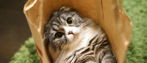 挟まる猫